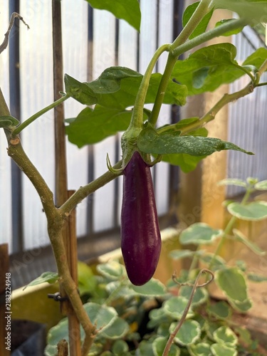 eggplant in the garden