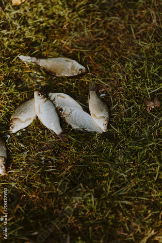 Foto School of fish on the grass