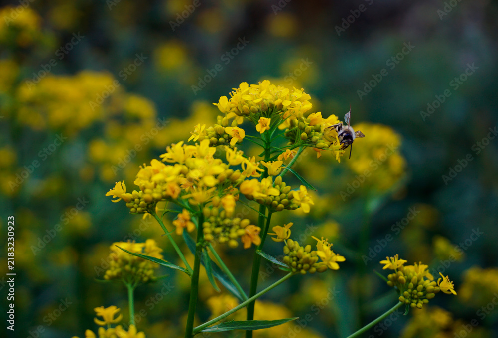 Fototapeta premium Bee pollinating a yellow plant in the wild