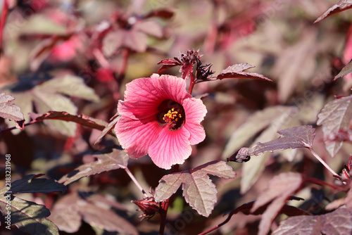 Close-up of a blooming pink cranberry hibiscus flower (Hibiscus acetosella) surrounded by deep burgundy foliage