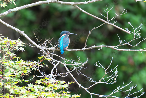 Kingfisher stopping on a branch of Japanese maple and looking for a fish