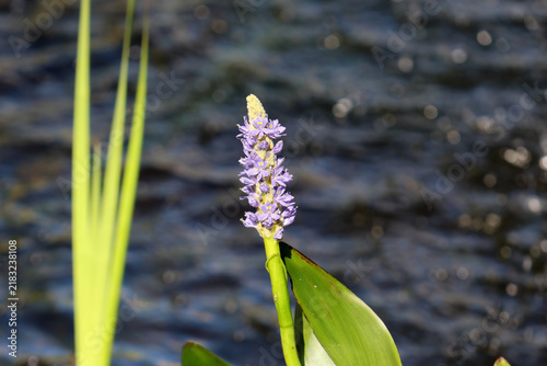 Pickerel Rush pickerelweed (Pontederia cordata) flower spike blooming with small purple blossoms in a wetland environment with a water background