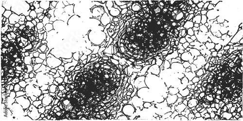 Foto Microscopic view of plant tissue: A close-up, black and white micrograph reveals the intricate cellular structure of plant tissue, showcasing xylem and phloem bundles within parenchyma cells