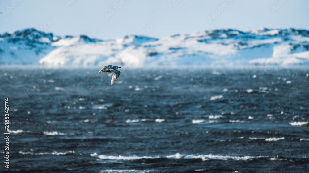 Obraz premium Ocean desktop wallpaper background, seagull flying over the sea in Greenland