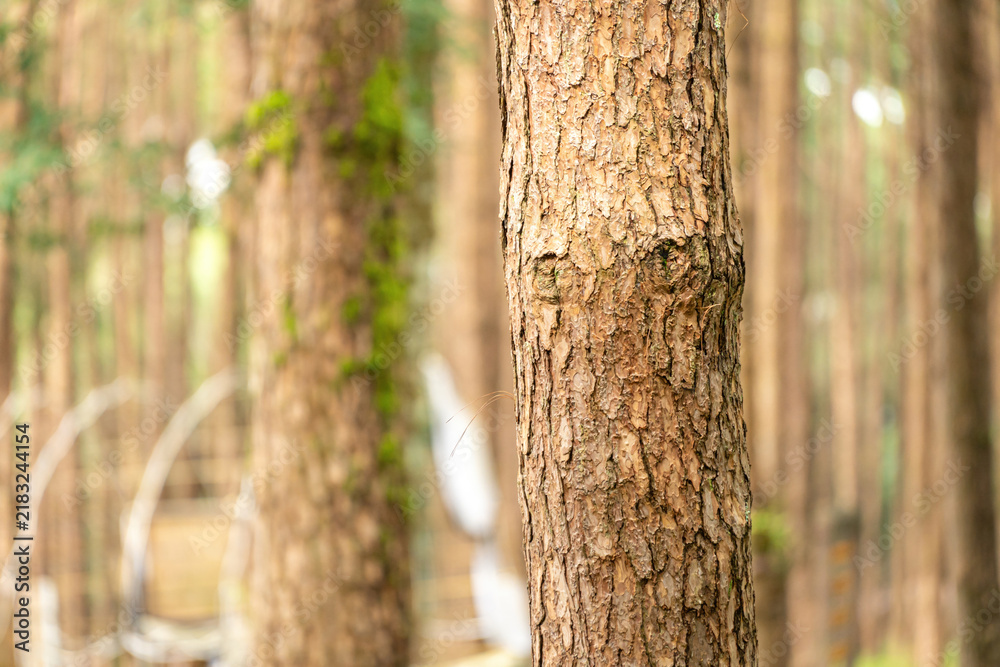 Fototapeta premium Pine tree trunks in a natural forest, showcasing detailed rough brown bark textures with blurred woodland in the background.