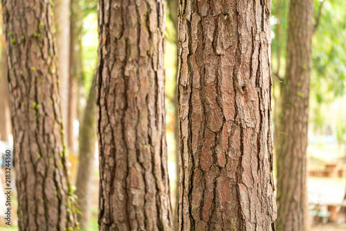 Canvastavla Pine tree trunks in a natural forest, showcasing detailed rough brown bark textures with blurred woodland in the background