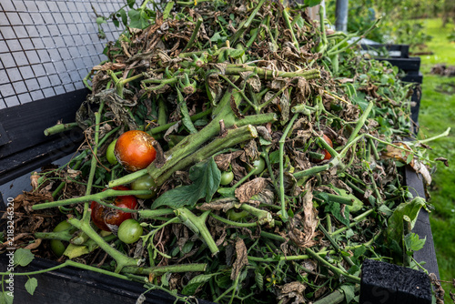 Discarded Tomato Vines and Rotten Fruit Filling a Garden Compost Bin