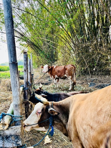 Canvastavla Domestic cattle standing by tall bamboo grove in traditional farm environment wi