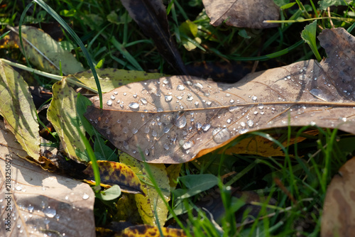 Close-up of autumn leaf with dew drops on grass, wet fall foliage background