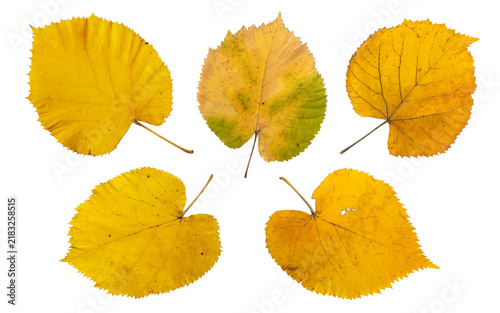 Five bright yellow autumn linden leaves isolated transparent png