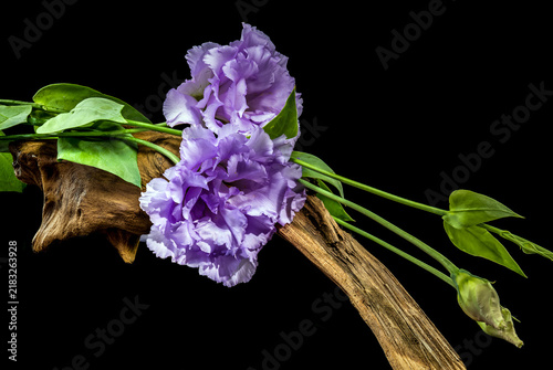 Purple Eustoma Flowers On Natural Driftwood Isolated On Black