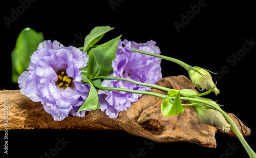 Purple Eustoma Flowers On Natural Driftwood Isolated On Black