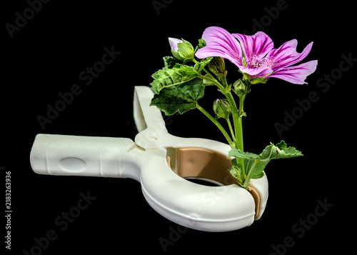 Purple Mallow Flower Held By White Clamp Studio Setting