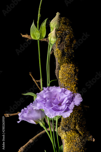 Purple Eustoma Flowers On Mossy Tree Branch Isolated On Black