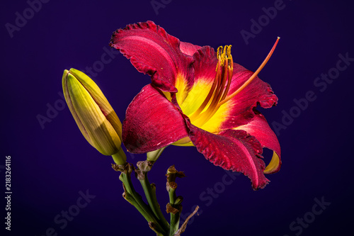 Vibrant Burgundy Daylily Flower on Studio Purple Background