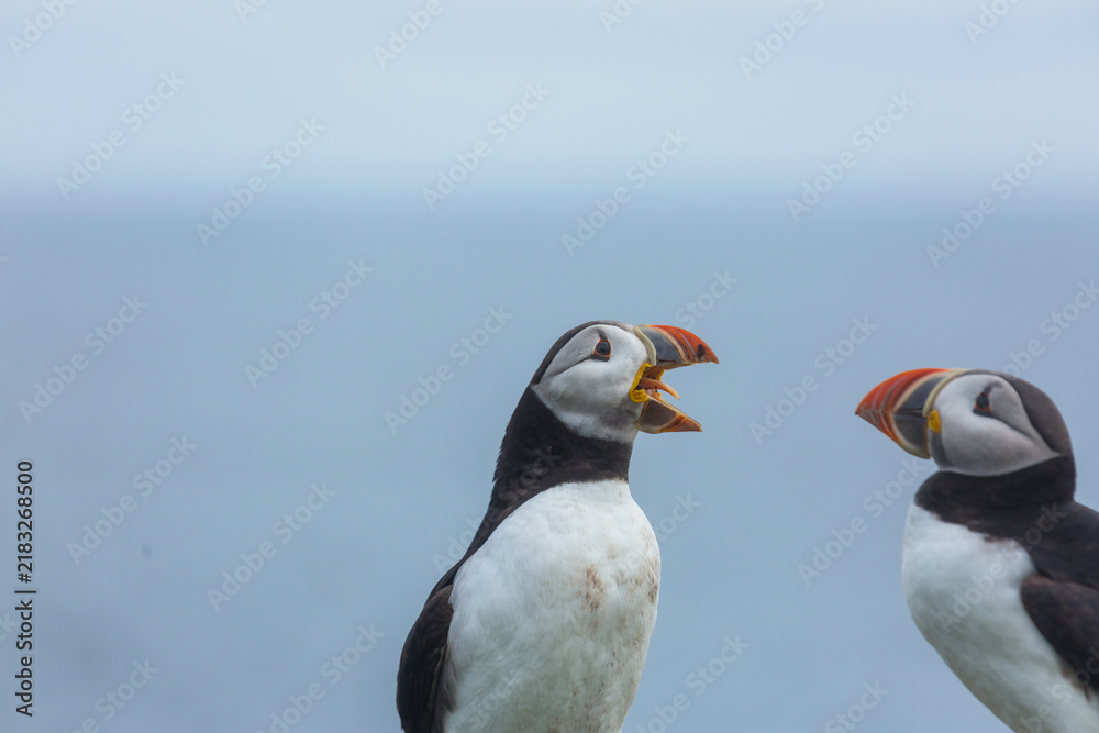 Fototapeta premium Puffin
