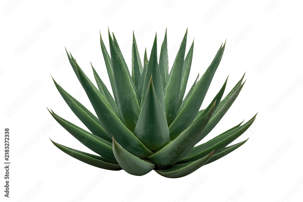 Fototapeta premium Compact Green Agave Rosette
