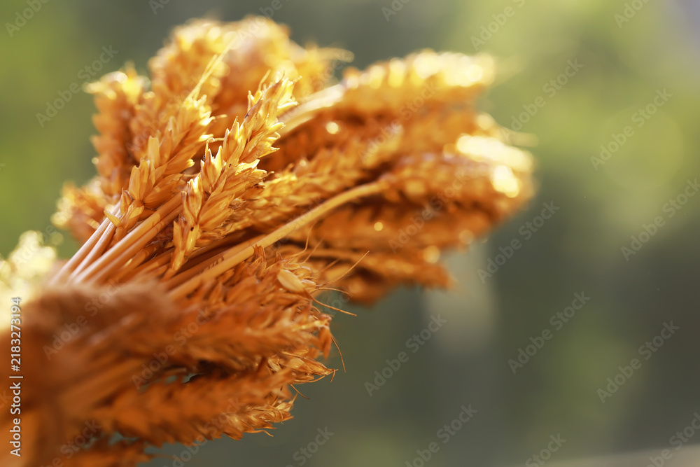 Obraz premium Golden Wheat Ears in Sunlight: Capturing Natural Agricultural Beauty and Harvest Aesthetics