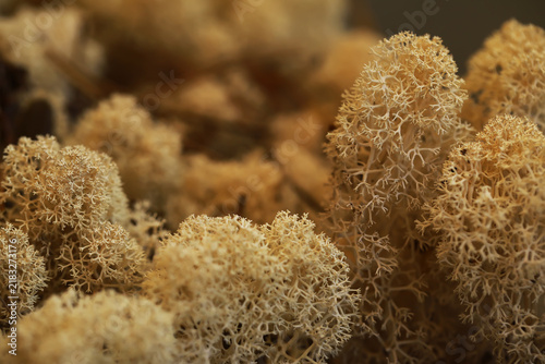 Принти на полотні Close-Up of Natural Beige Lichen Textures in a Woodland Environment