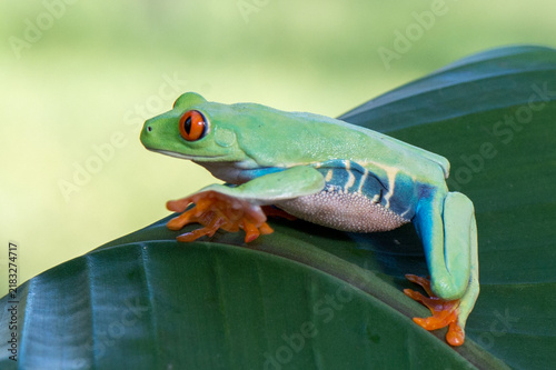Fotografie Red-eyed tree frog balancing on a white anthurium flower leaf in the rainforest