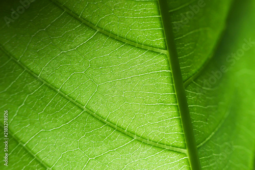 Green leaf vein macro texture detailed botanical pattern natural surface close view of fresh foliage with bright color, organic line, natural background, and delicate plant structure