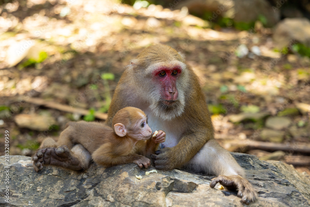Fototapeta premium Macaque monkey infant forest rock tender expression natural sunlight peaceful macaque monkey protecting infant on forest rock, tender expression under natural sunlight