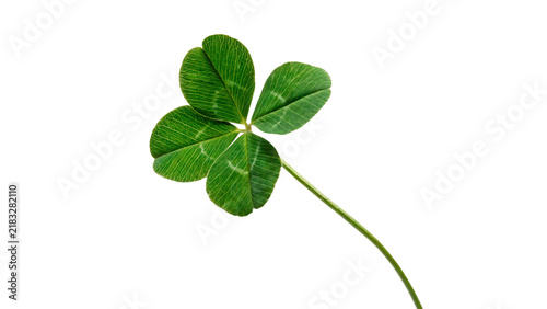Quadro su tela Fresh green four leaf clover stem symbol of luck and fortune isolated