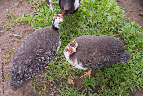 Fotografía Helmeted Guineafowl on Grassy Ground: Two helmeted guineafowl, with their distinctive spotted plumage and vibrant red wattles, stand on a patch of green grass, pecking at the ground