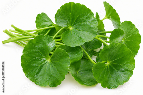Fresh green gotu kola leaves