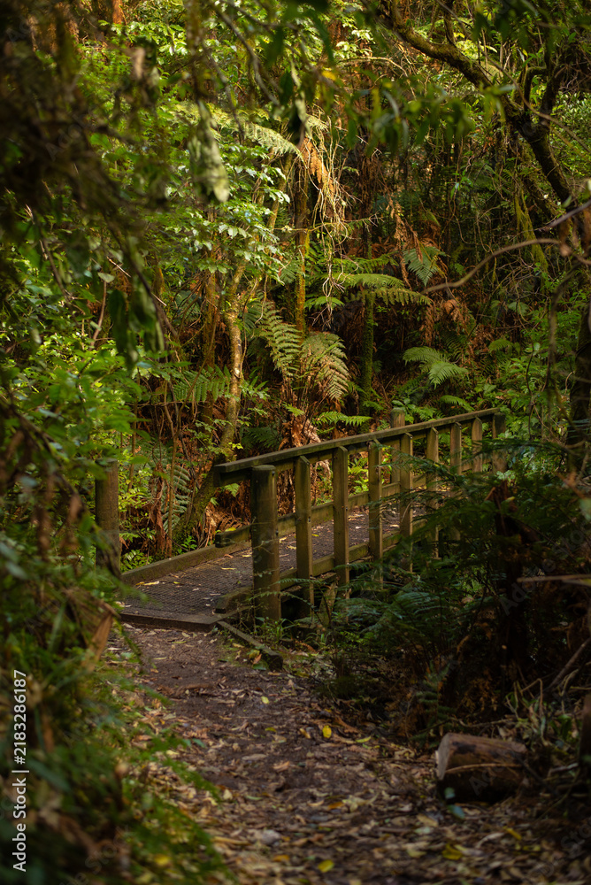 Obraz premium Hiking in New Zealand forest, plants and native bushes