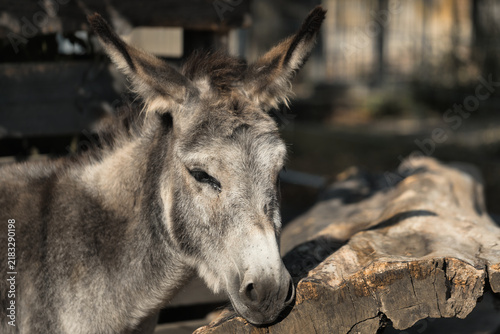 Obraz na płótnie Cute Grey Donkey Close-up Portrait Resting Head on a Wooden Log