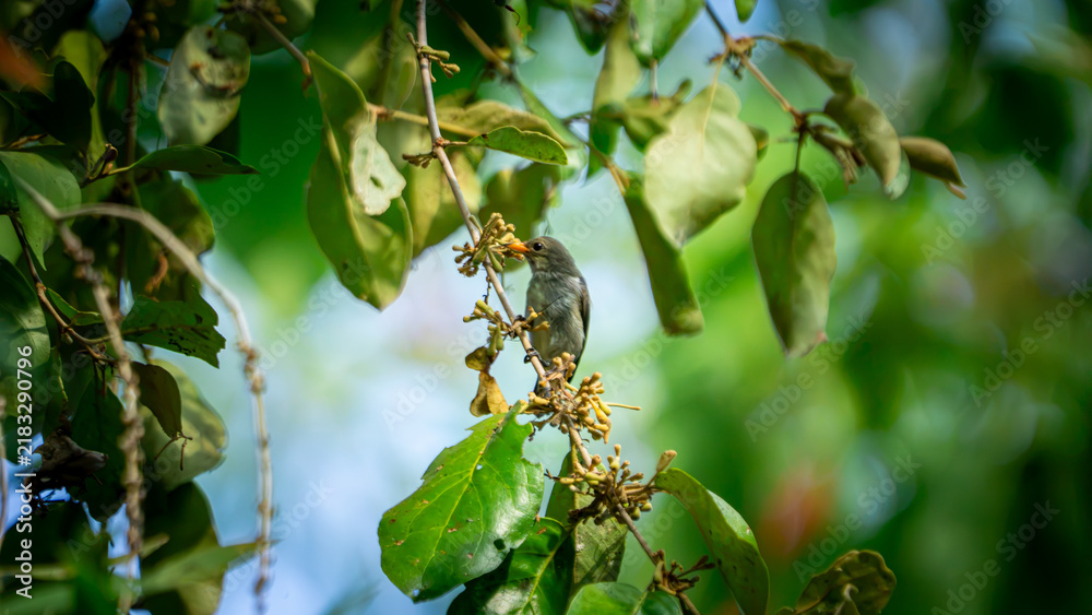 Fototapeta premium Dicaeum trochileum (Scarlet-headed flowerpecker, Burung cabe, Cabai Jawa). The bird is endemic to a few islands of the archipelago of Indonesia.