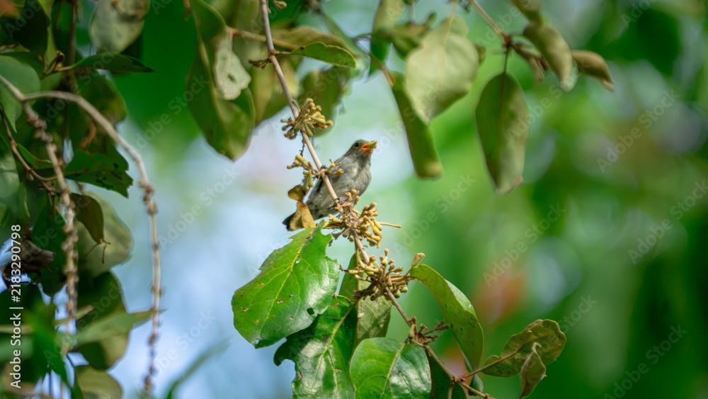 Fototapeta premium Dicaeum trochileum (Scarlet-headed flowerpecker, Burung cabe, Cabai Jawa). The bird is endemic to a few islands of the archipelago of Indonesia.