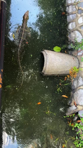 Monitor lizard swimming through calm water in its natural habitat. Close-up wildlife scene showcasing the reptile moving through the water and exploring its environment.
