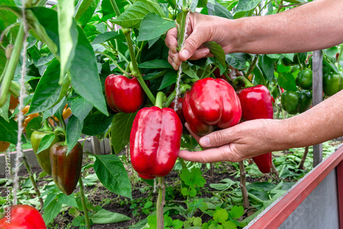 Harvesting large, ripe, red, sweet pepper fruits in a greenhouse.