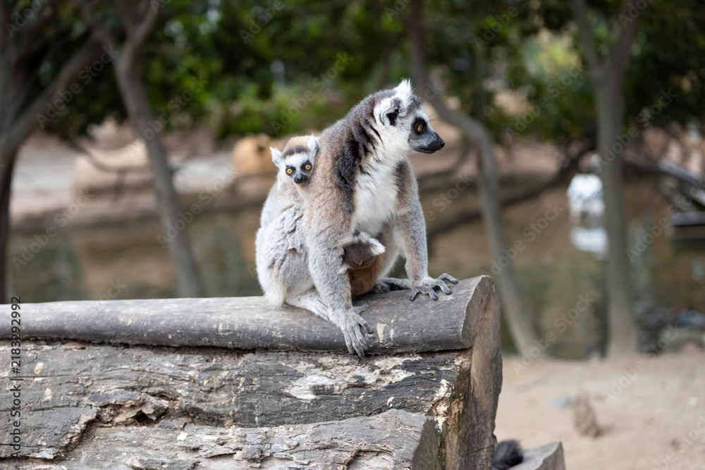 Obraz premium A baby ring-tailed lemur (Lemur catta) clinging to its parent's back.