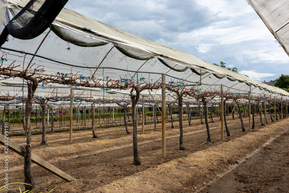 Obraz premium Vineyard greenhouse canopy grapevine trellis agricultural field row net soil vineyard greenhouse canopy covering bare grapevine row on trellis in agricultural field under cloudy sky