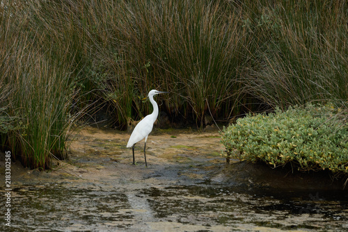 Fotografie Little egret standing on muddy bank by water