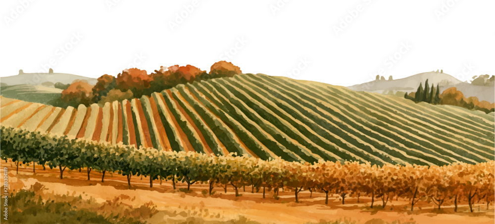 Obraz premium Autumn vineyard landscape illustrating wine production and harvest season in a tuscan countryside setting. With rows of grapevines and rolling hills under a bright sky