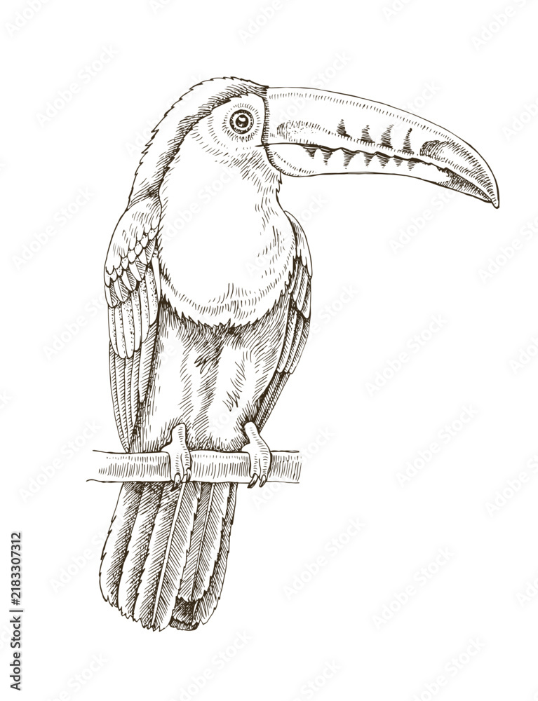 Fototapeta premium Sketched toucan tropical bird illustration