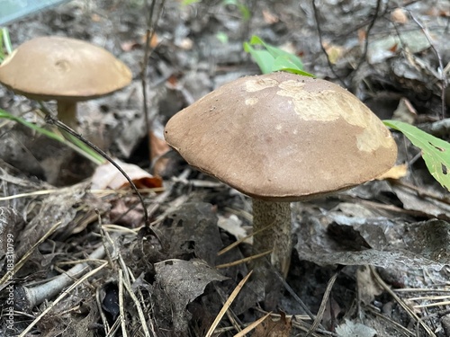 Fresh edible boletus mushrooms in forest