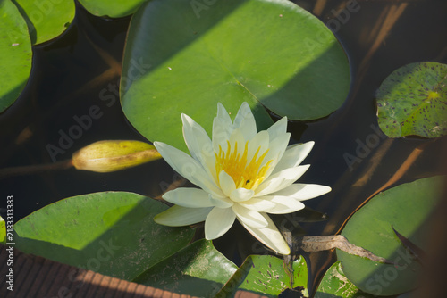 Foto white water lily blooming in pond