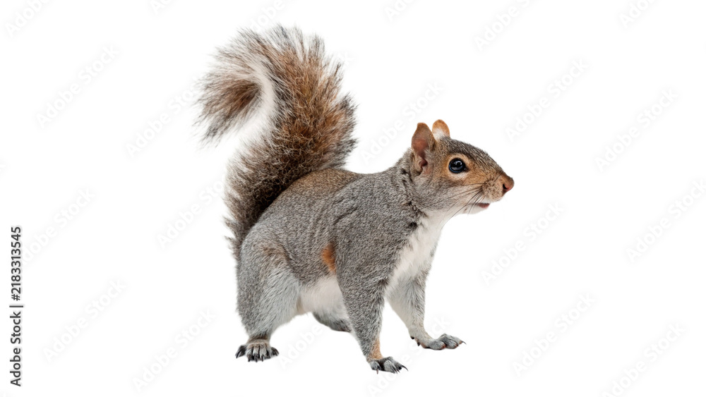 Obraz premium Fluffy grey squirrel standing sideways isolated on transparent background