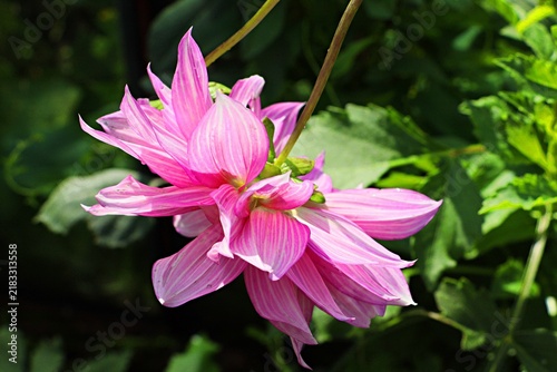 Cuadro en lienzo Dahlia, a flowering Dahlia pinnate, close-up
