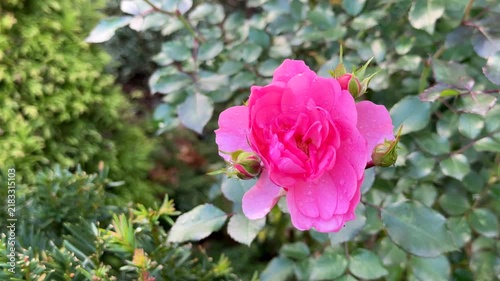 A close-up view of a vibrant pink rose Bonica in full bloom covered with delicate raindrops, surrounded by small flower buds and lush green foliage in a garden.