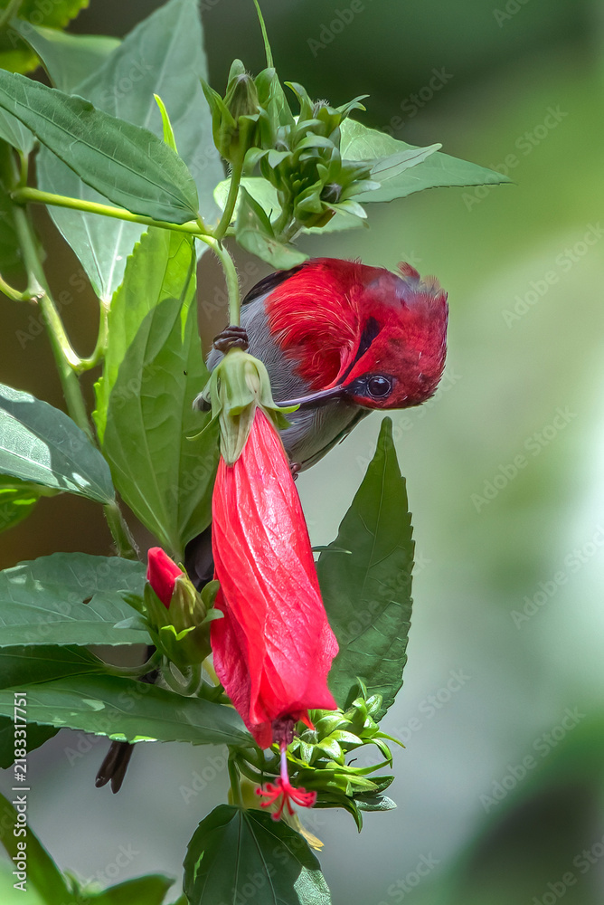 Obraz premium A Javan sunbird is sipping nectar from a hibiscus flower.