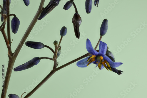Blue Flax Lily