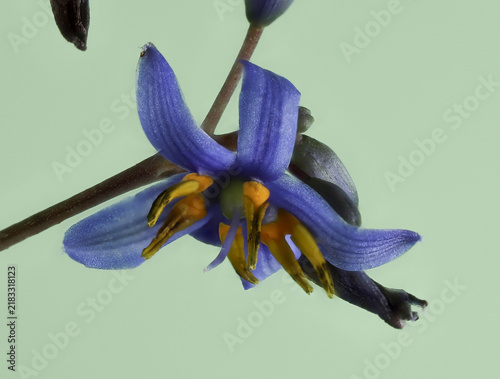 Blue Flax Lily