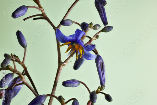 Blue Flax Lily