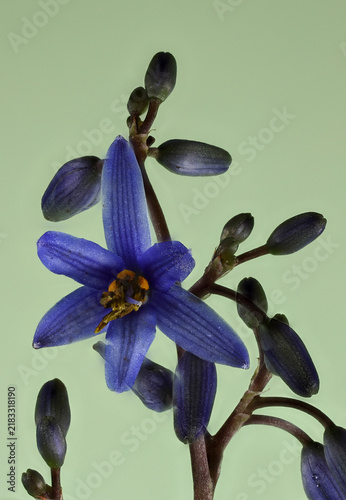Blue Flax Lily